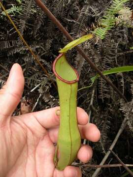 Image of Nepenthes sharifah-hapsahii J. H. Adam & Hafiza