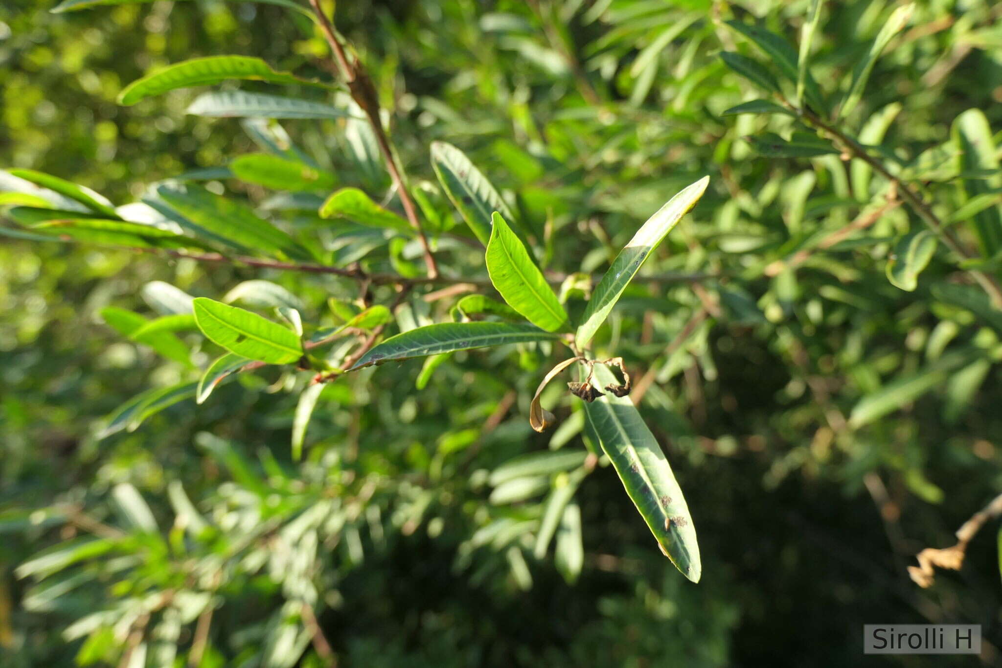 Image of Schinus longifolia (Lindl.) Speg.