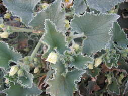 Image of squirting cucumber