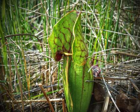 Image of purple pitcherplant