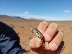 Слика од Pedioplanis lineoocellata pulchella (Gray 1845)