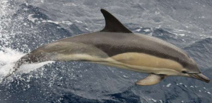 Image of Atlantic Dolphin