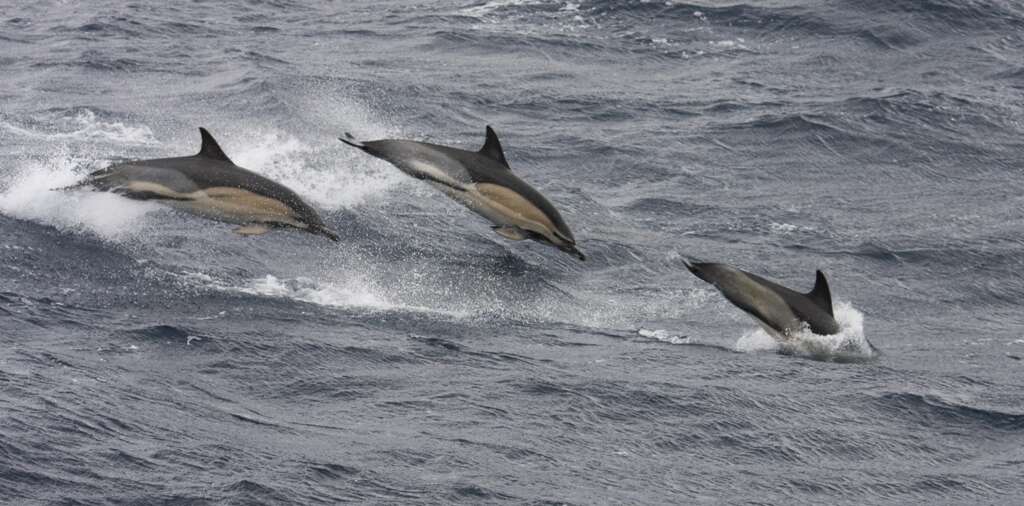 Image of Atlantic Dolphin