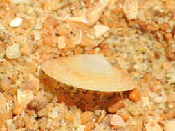 Image of Chinaman's hat