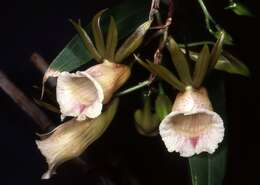 Image of Hooded orchids