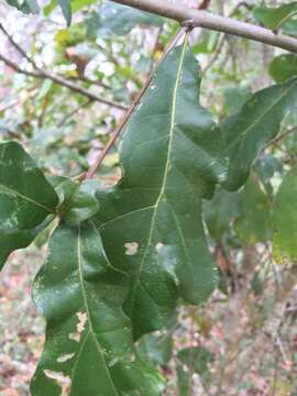 Image of bastard white oak