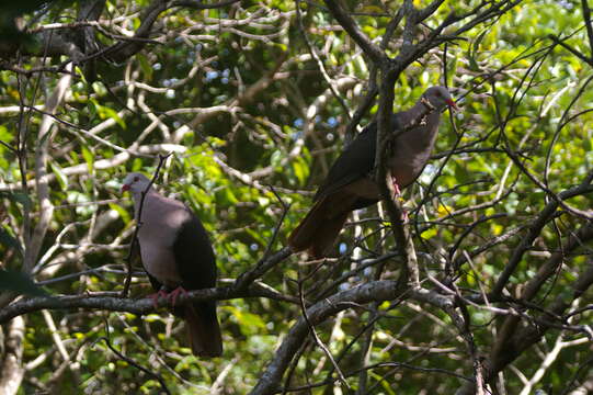 Image of Pink Pigeon