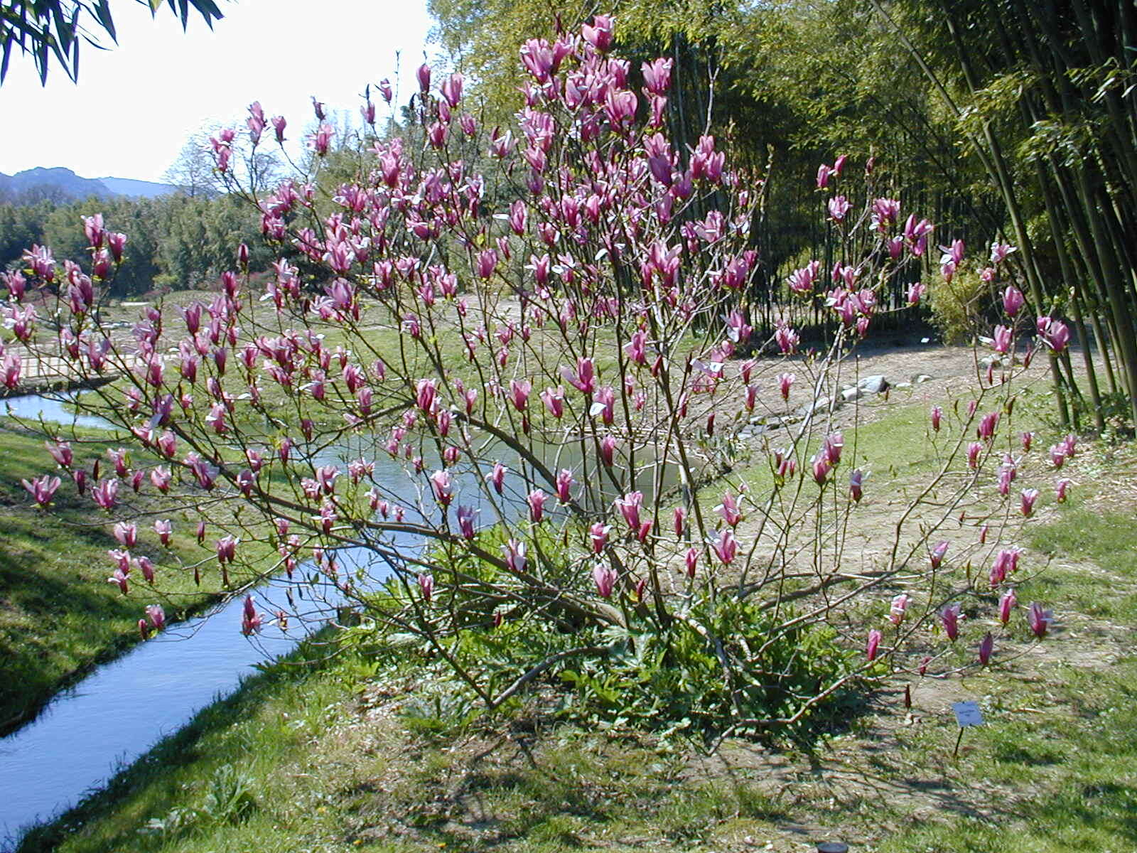 Image of Magnolia liliiflora Desr.