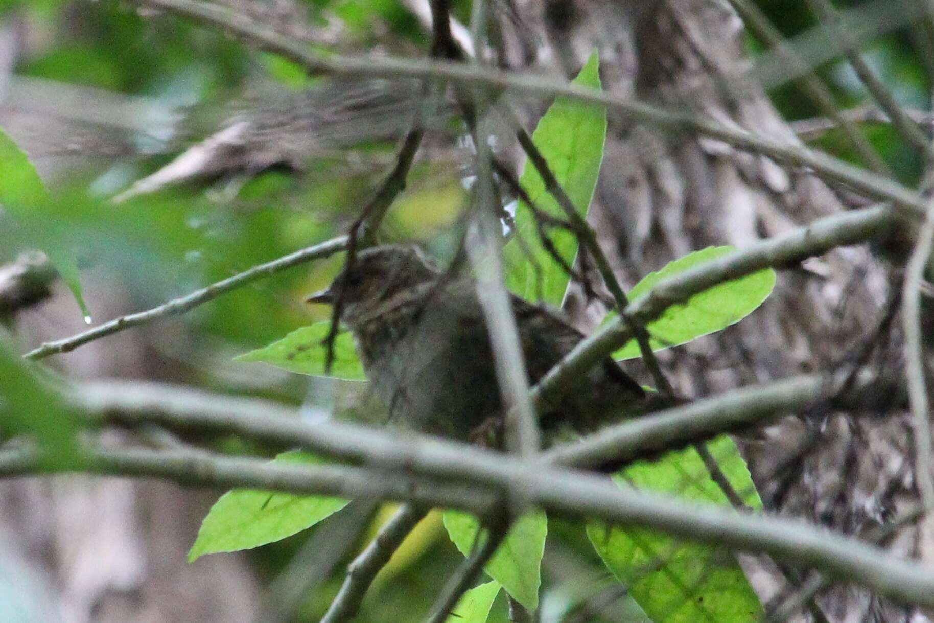 Image of Brown Creeper