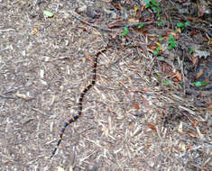 Image of Texas Coral Snake