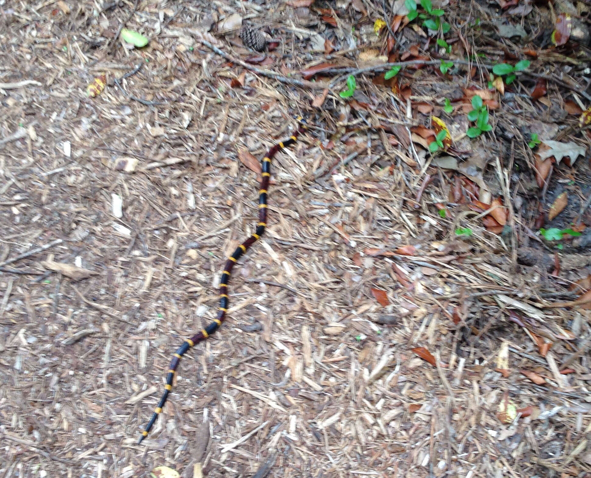 Image of Texas Coral Snake