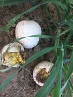 Image of Calvatia pachydermica (Speg.) Kreisel 1992