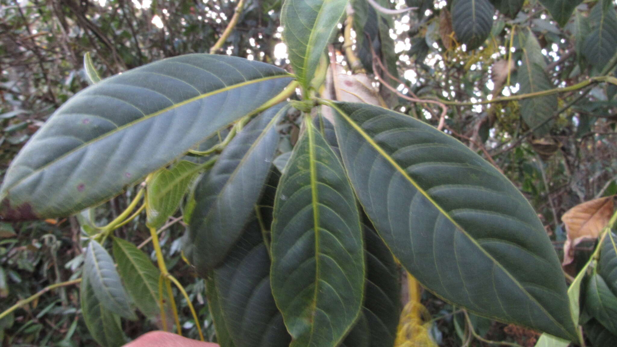 Image de Palicourea paniculata (L. fil.) P. L. R. Moraes & C. M. Taylor