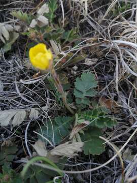 Image of Geum geoides (Pall.) Smedmark