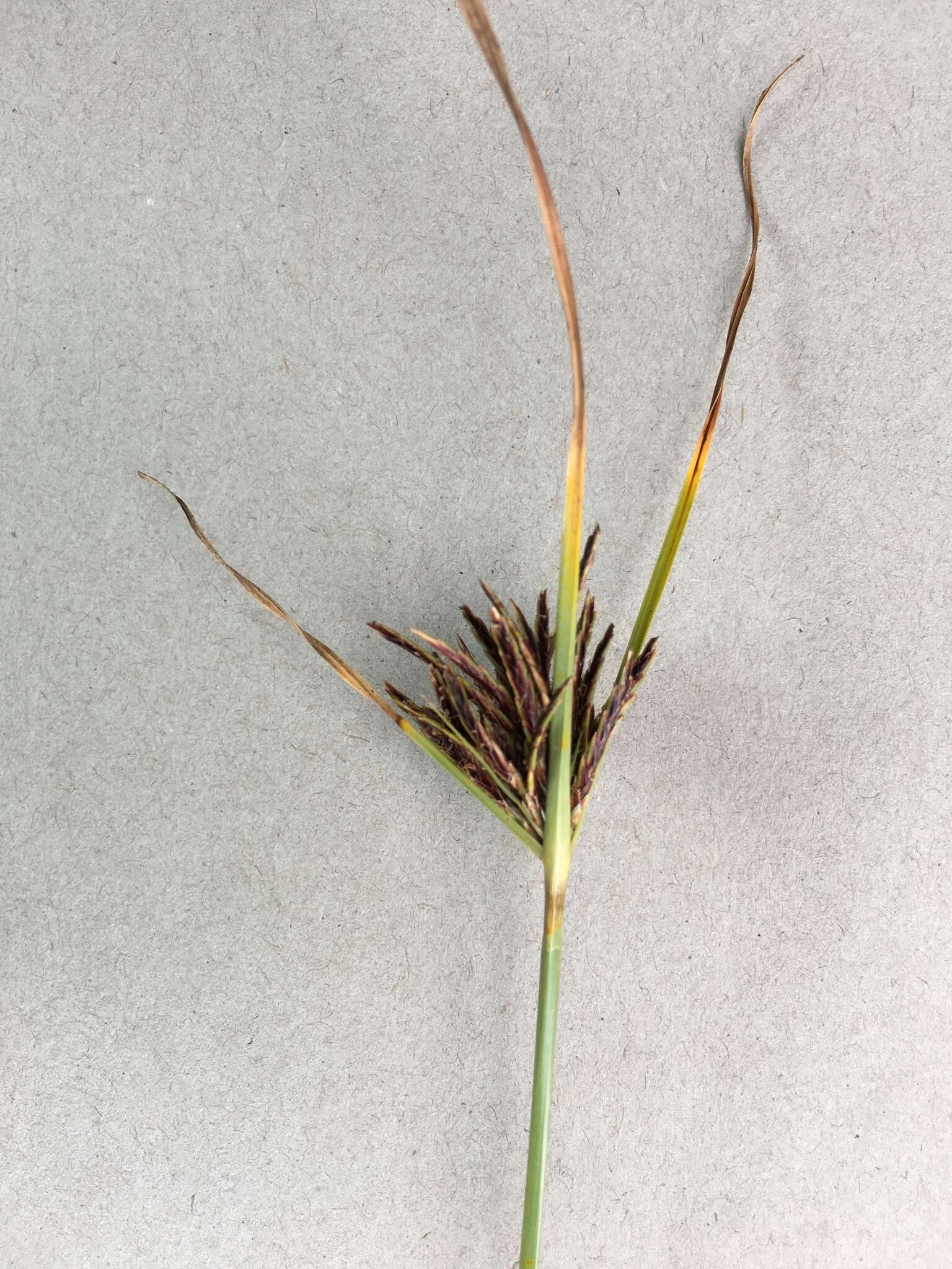 Image of Cyperus rigidifolius Steud.