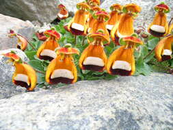 Image of Calceolaria uniflora Lam.