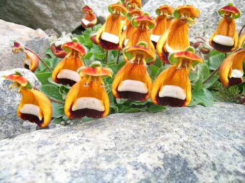 Image of Calceolaria uniflora Lam.