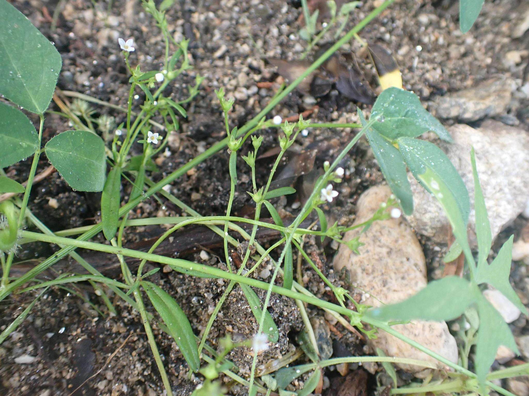 Image of Greene's starviolet