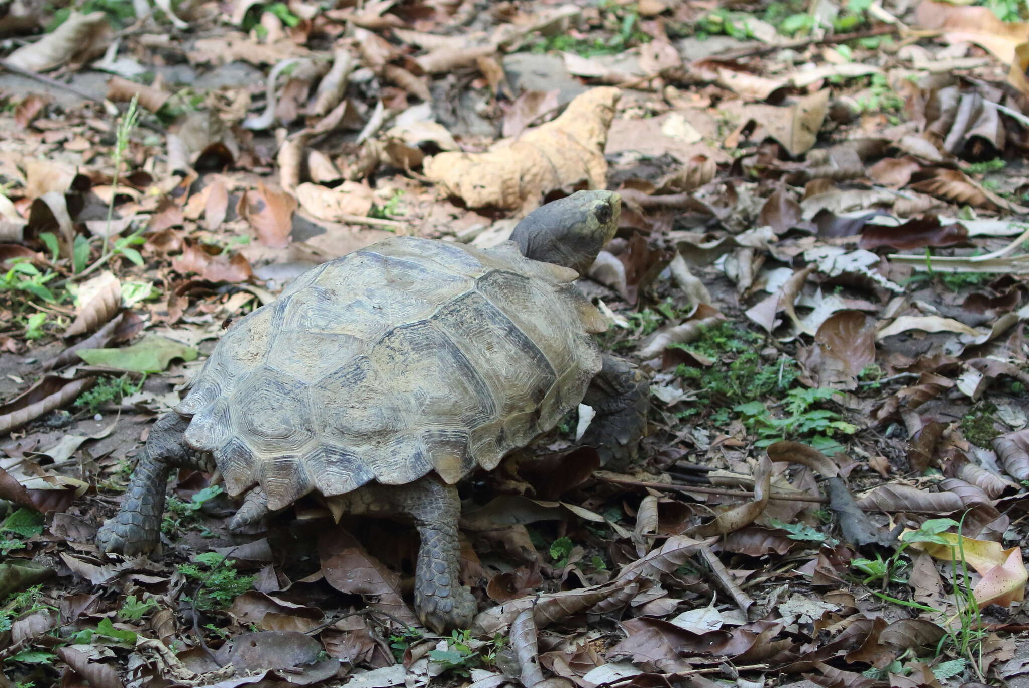 Manouria impressa  The Reptile Database