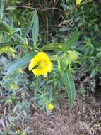 Image of Carolina Primrose-Willow