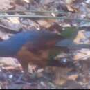 Image of Gabon Coucal