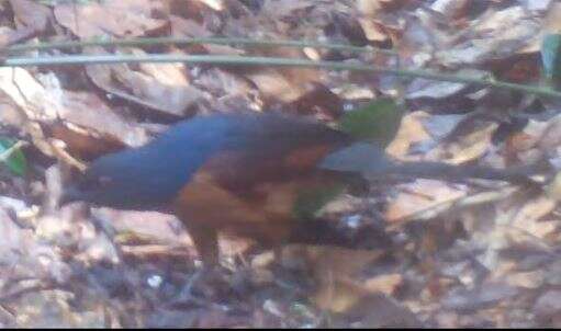 Image of Gabon Coucal