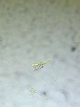 Image of Dinobryon sertularia