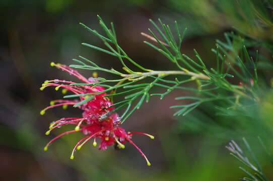 Image of Grevillea preissii Meissn.