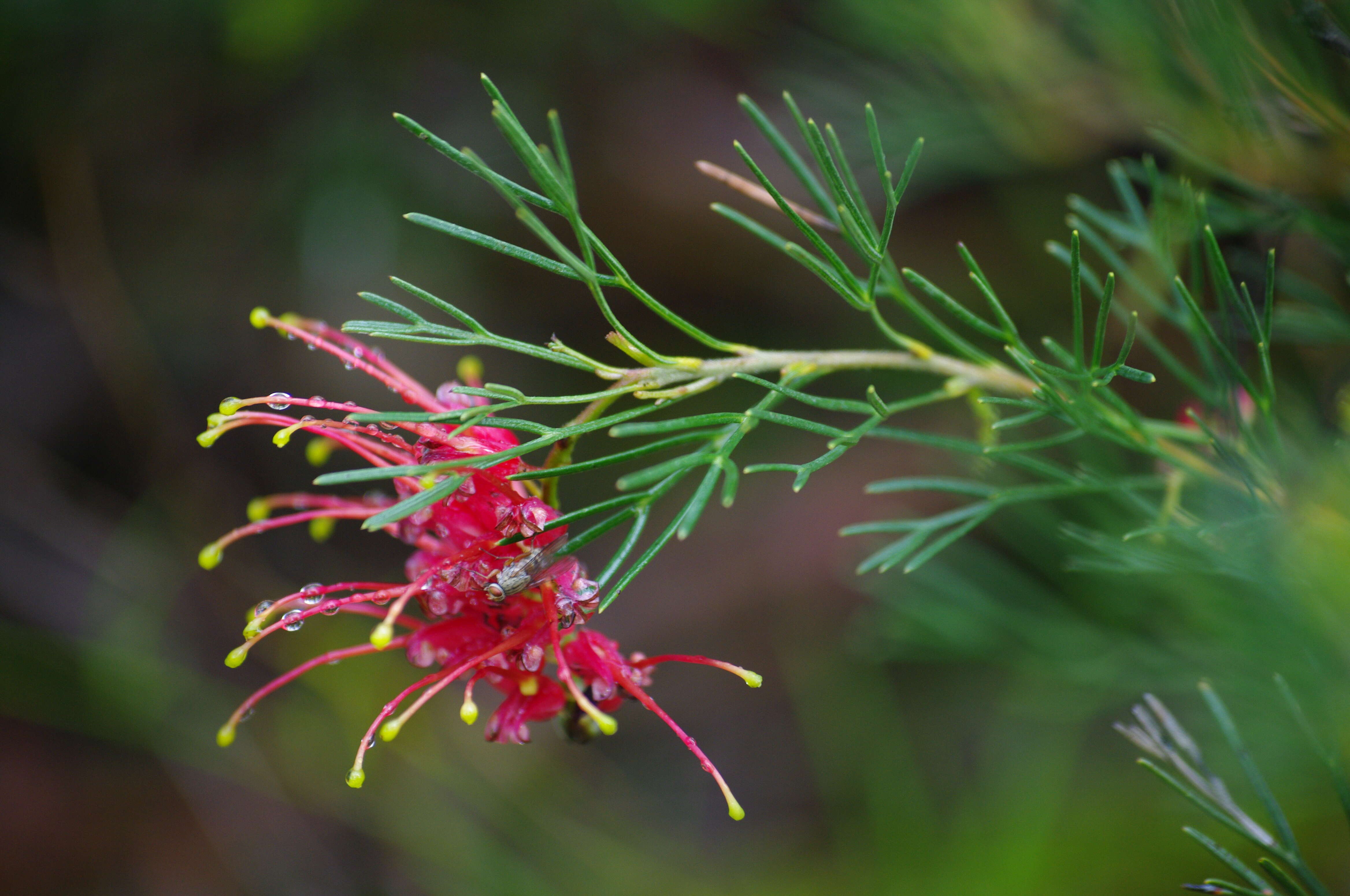 Image of Grevillea preissii Meissn.