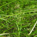 Image of Swamp Millet