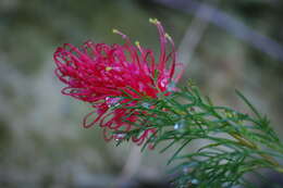 Image of Grevillea preissii Meissn.