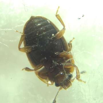 Image of Strawberry Sap Beetle