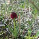 Gymnadenia rhellicani (Teppner & E. Klein) Teppner & E. Klein的圖片