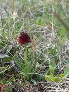 Image of Gymnadenia rhellicani (Teppner & E. Klein) Teppner & E. Klein