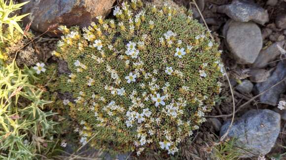 صورة Arenaria tetraquetra subsp. amabilis (Bory) H. Lindb. fil.