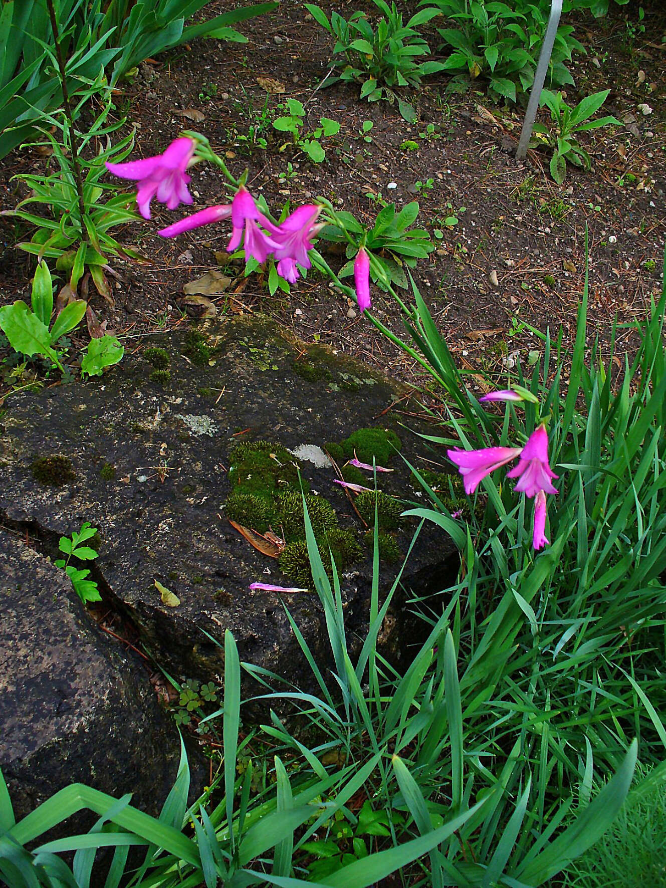 Image of Common Sword Lily