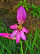 Image of Common Sword Lily