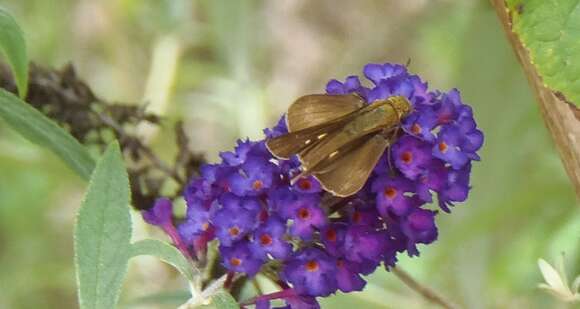 Image of Long-windged Skipper