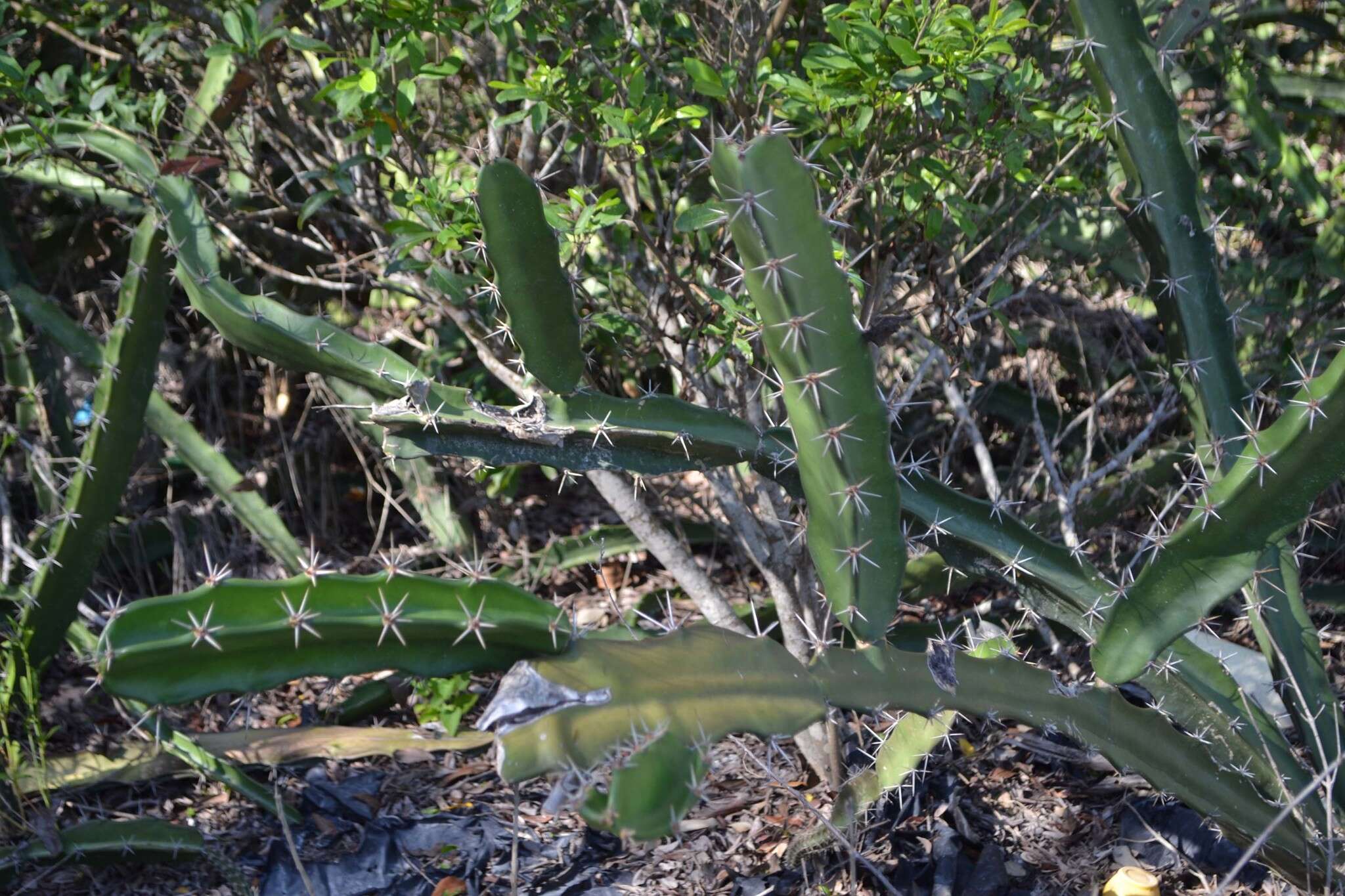 Image of Barbed-wire cactus