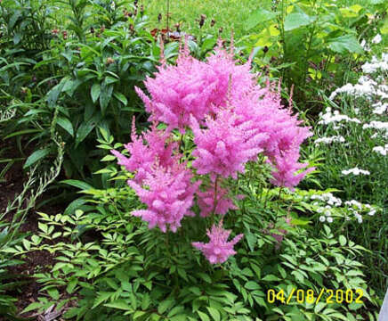 Imagem de Astilbe × arendsii