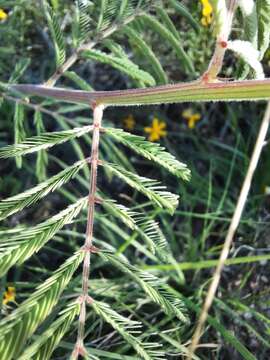 Desmanthus velutinus Scheele resmi