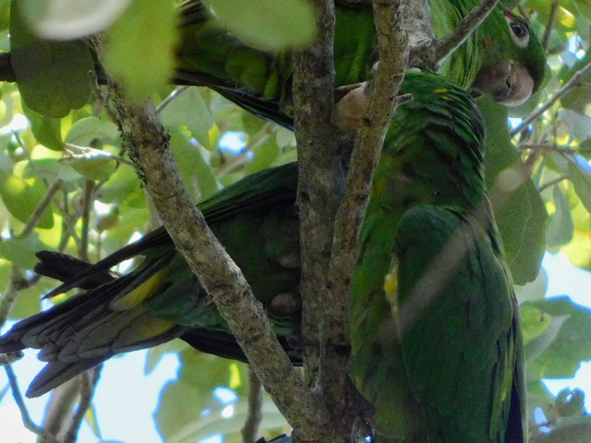 Image of White-eyed Parakeet