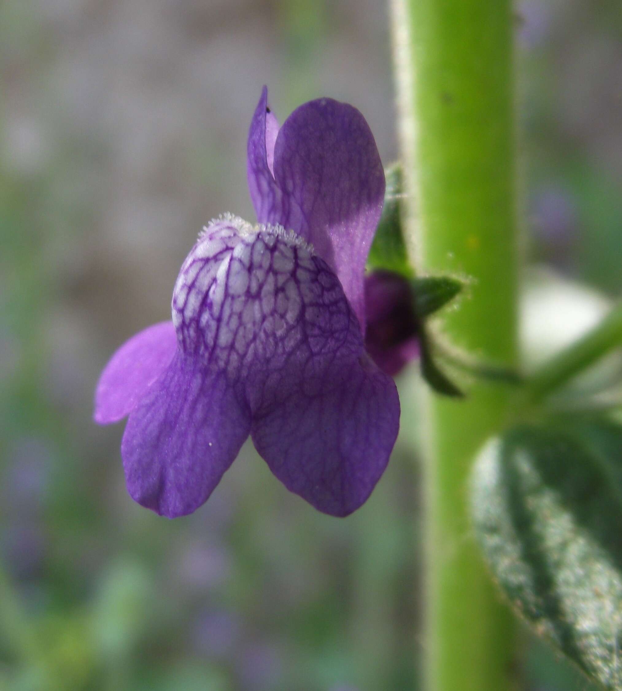 Image of violet snapdragon