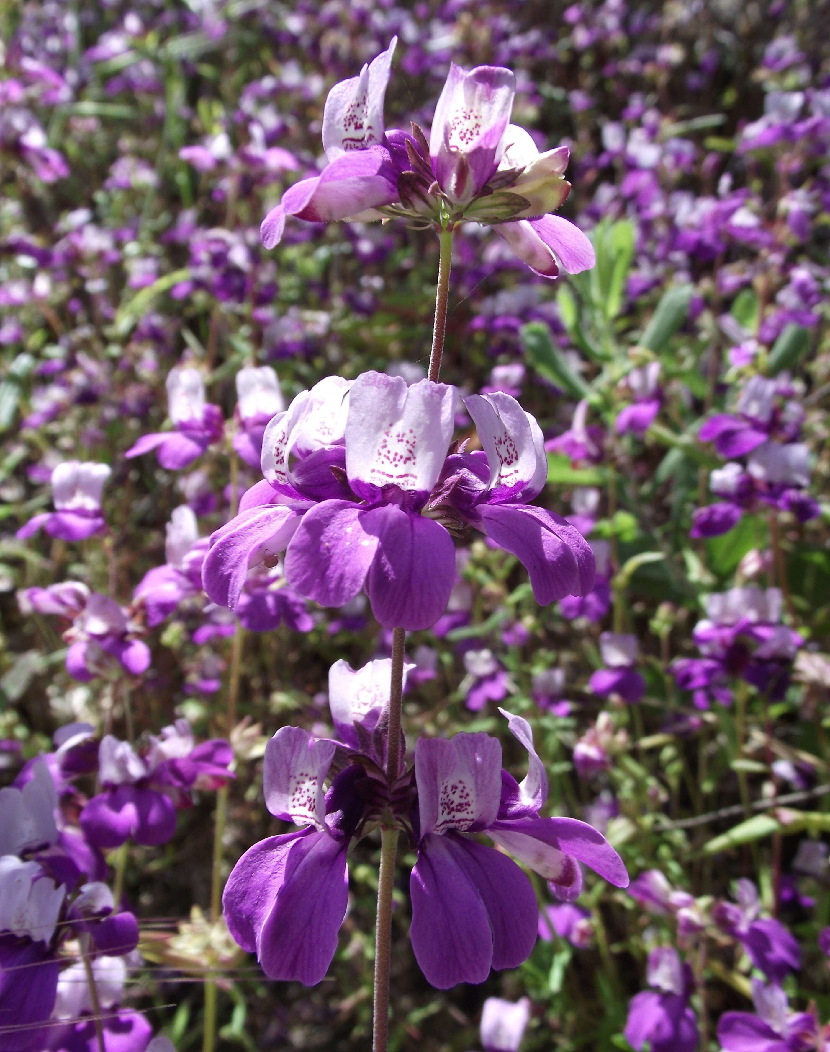 صورة Collinsia heterophylla Buist ex Graham