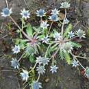 Imagem de Eryngium carlinae Delar.