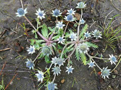 Image de Eryngium carlinae Delar.