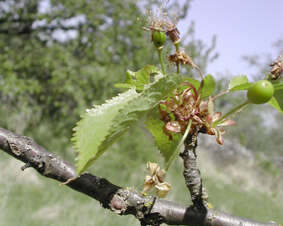 Image of gean, wild cherry