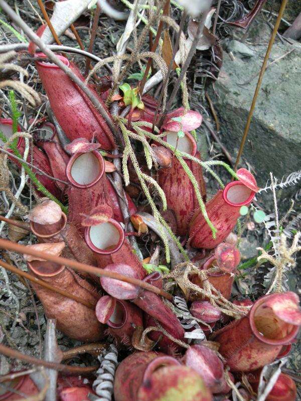 Слика од Nepenthes trichocarpa Miq.