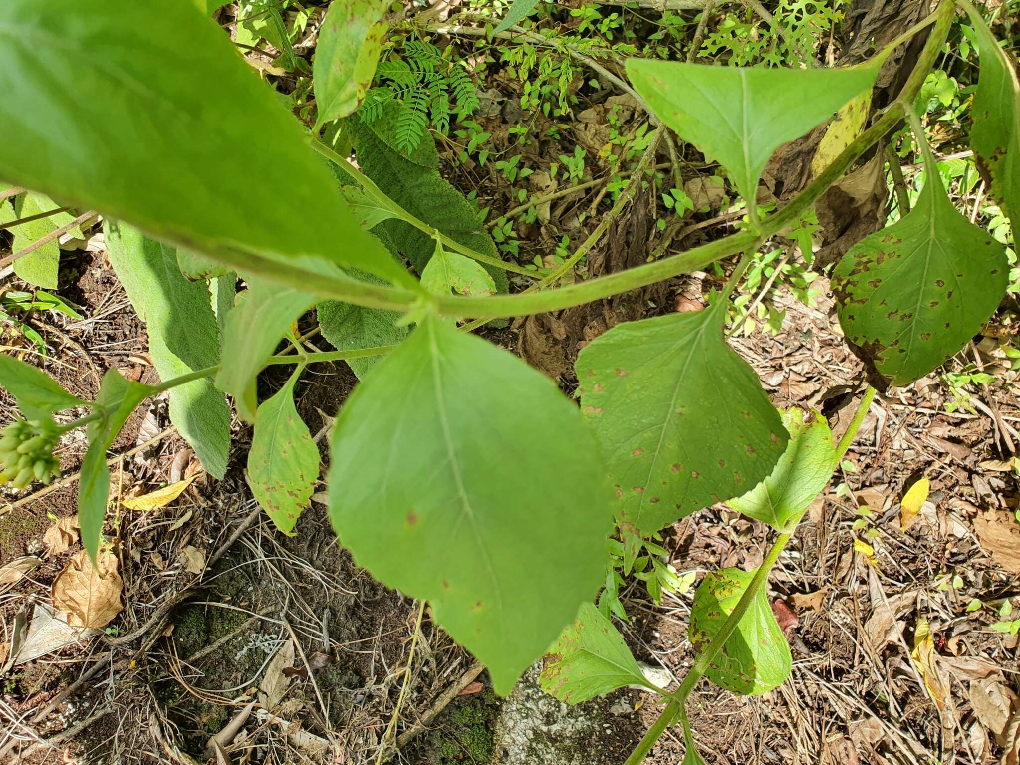 صورة Schistocarpha eupatorioides (Fenzl) O. Kuntze