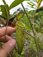 Слика од Nepenthes trichocarpa Miq.